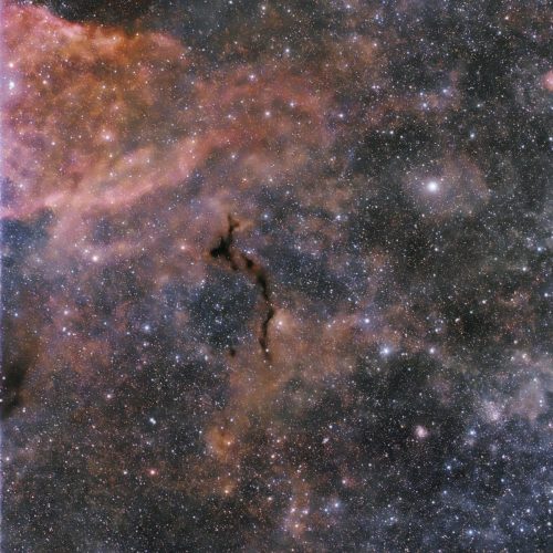 Amy-Cantu-final seahorse11