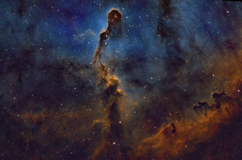 Gary-Nichols-elephant trunk